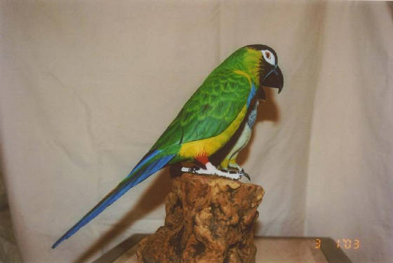 parrot1.JPG